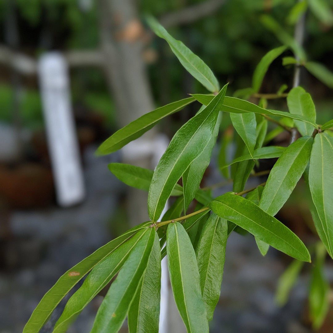 Quercus phellos ~ Willow Oak