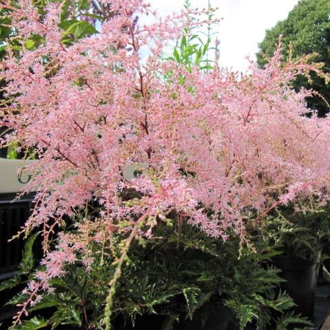 Astilbe 'Sprite' ~ Sprite Astilbe