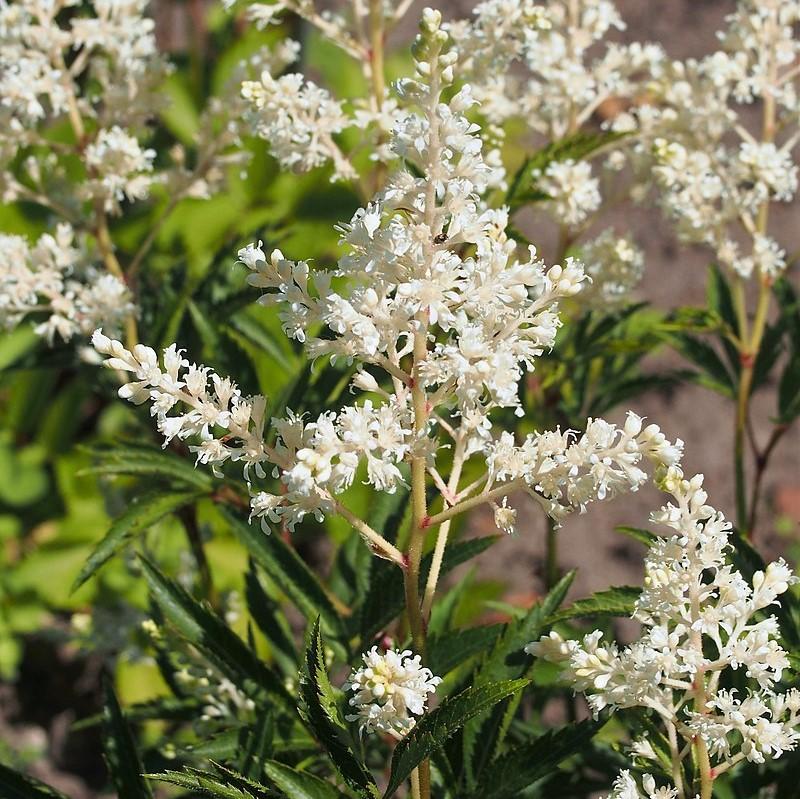 Astilbe chinensis 'Vision in White' ~ Vision in White Chinese Astilbe