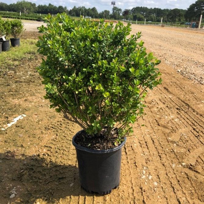 Ilex crenata 'Compacta' ~ Acebo japonés compacto