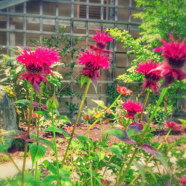 Monarda x 'Raspberry Wine' ~ Raspberry Wine Bee Balm