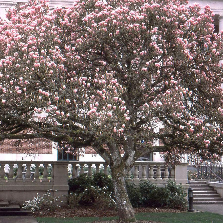 Magnolia x soulangeana ~ Saucer Magnolia