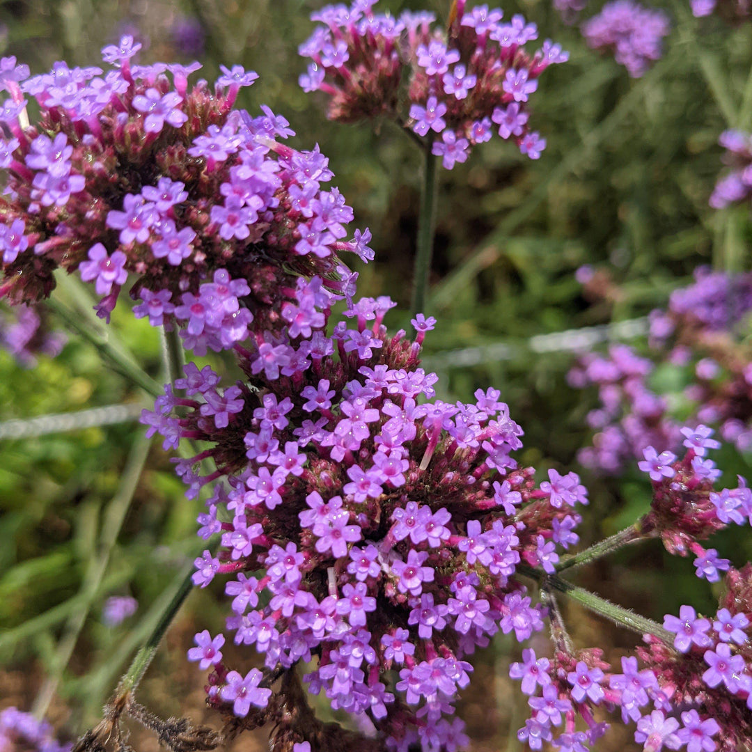 Verbena bonariensis ~ Tall Verbena