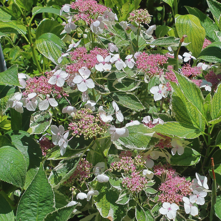 Hydrangea macrophylla 'Variegata' ~ Hortensia abigarrada