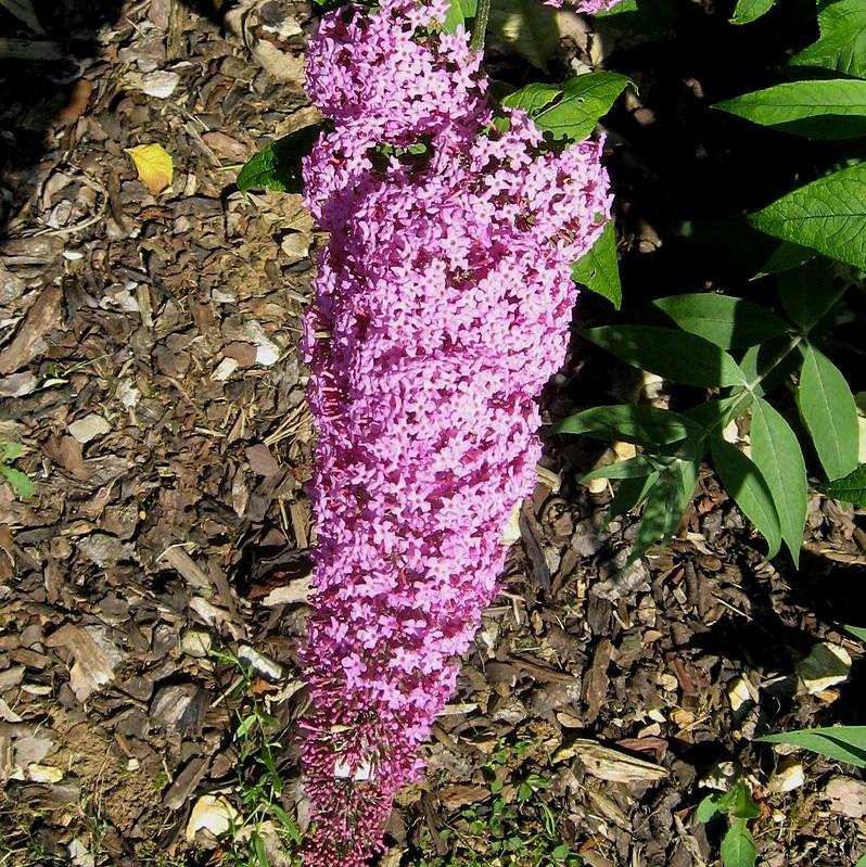 Buddleia davidii 'Pink Delight' ~ Arbusto de mariposas 'Pink Delight'