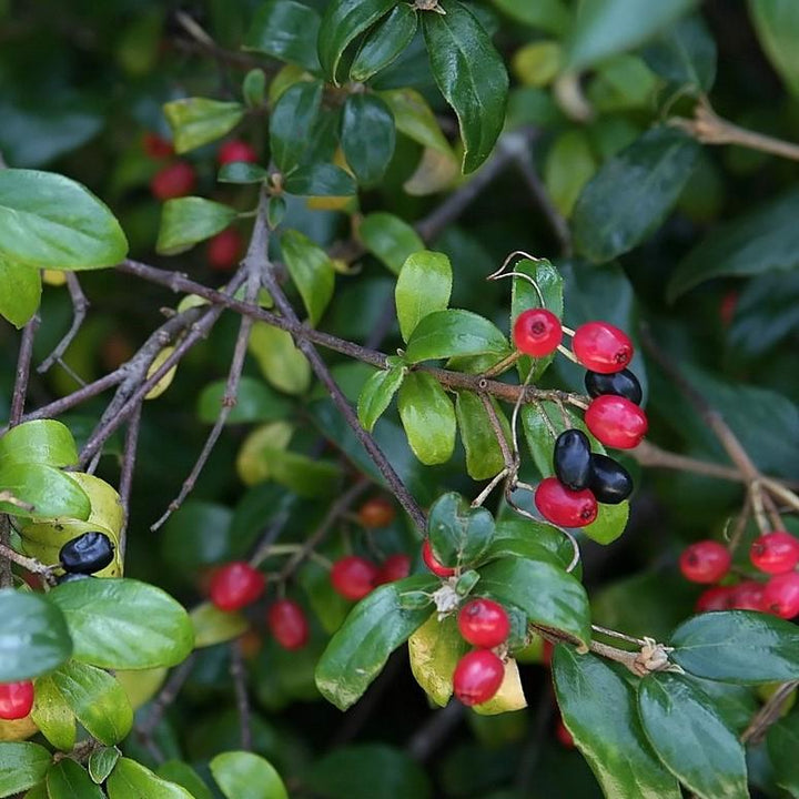 Viburnum x burkwoodii 'Conoy' ~ Conoy Burkwood Viburnum