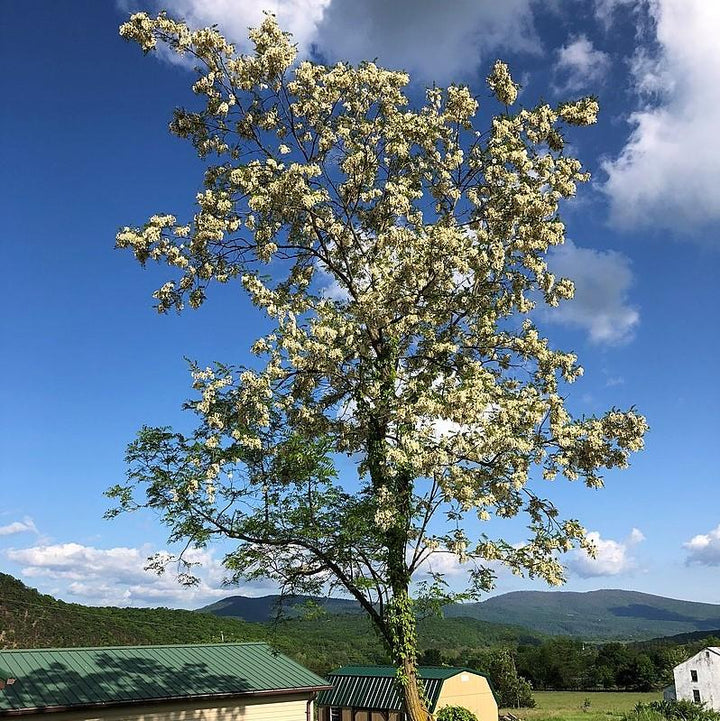 Robinia pseudoacacia ~ Black Locust