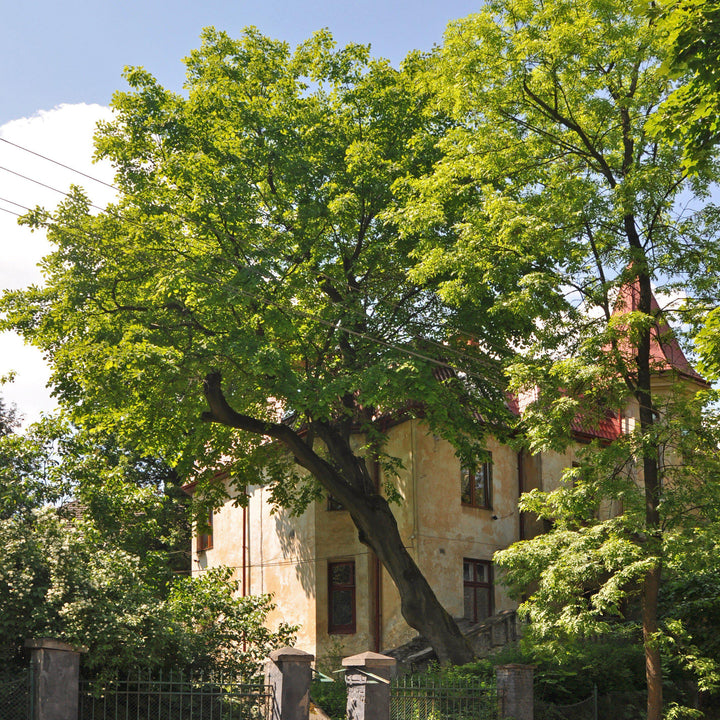 Cladrastis kentukea ~ American Yellowwood