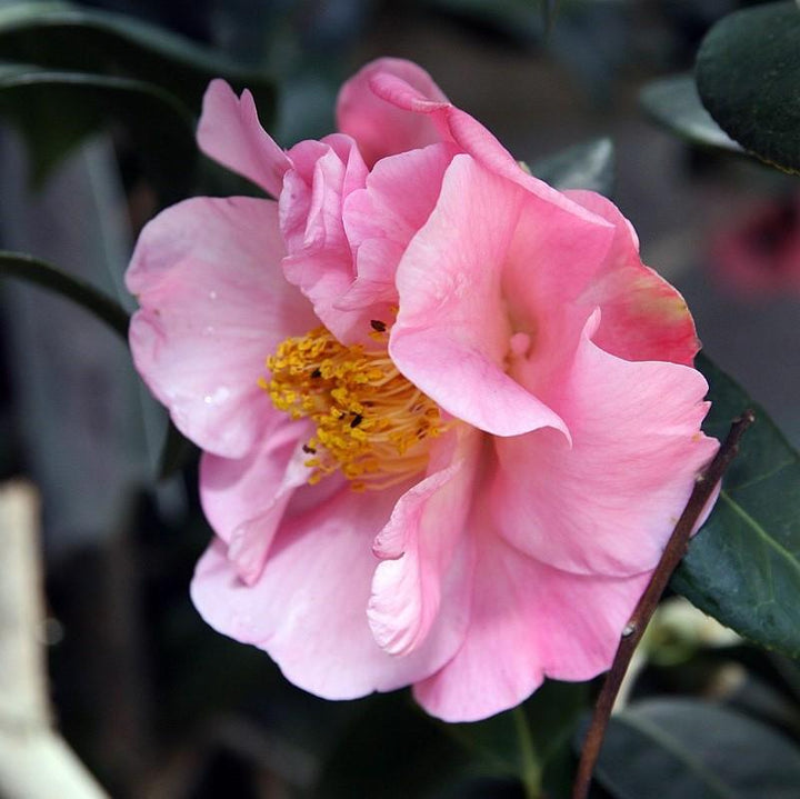 Camellia japonica 'Carámbano rosa' ~ Camelia carámbano rosa