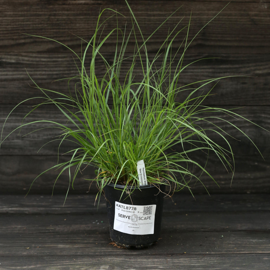 Pennisetum alopecuroides 'Cassian' ~ Cassian Fountain Grass