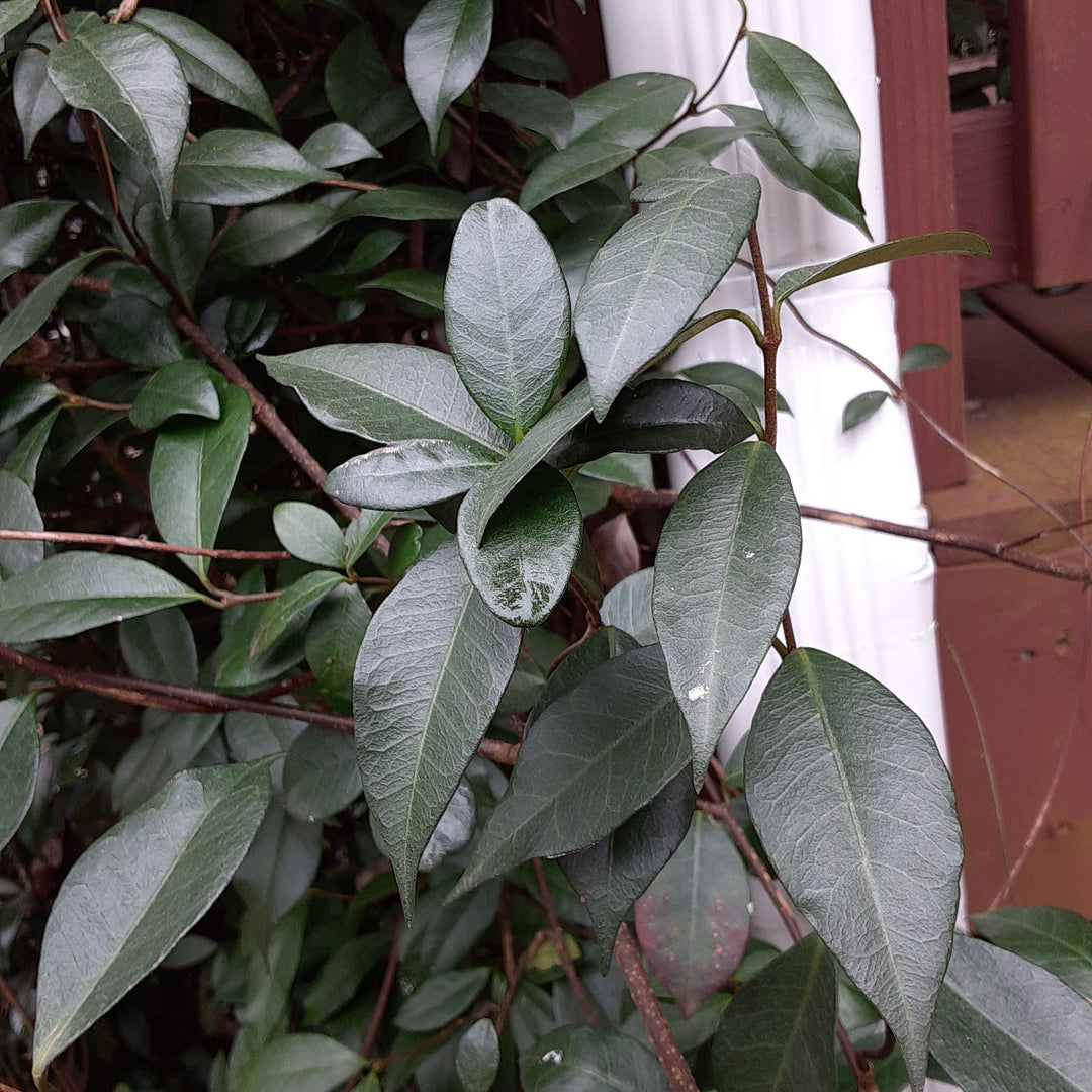 Trachelospermum jasminoides ~ Confederate Jasmine, Star Jasmine