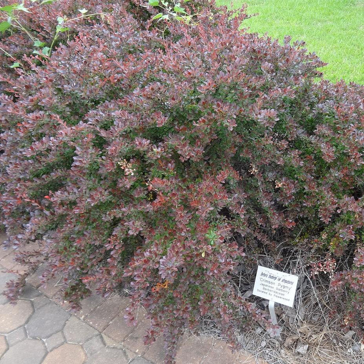 Berberis thunbergii 'Pygmy carmesí' ~ Agracejo pigmeo carmesí