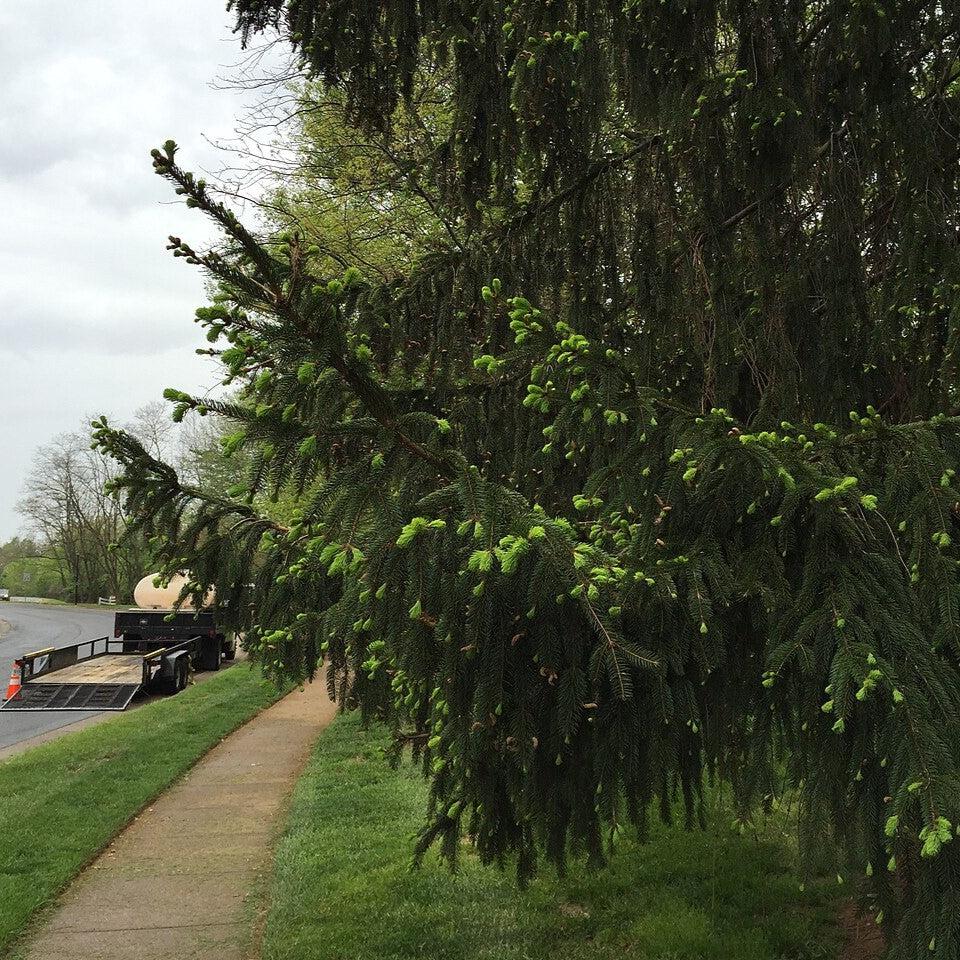 Picea abies ~ Norway Spruce