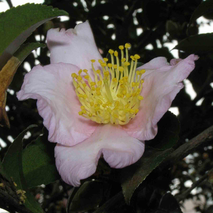 Camellia sasanqua 'Estrella de invierno' ~ Camelia estrella de invierno