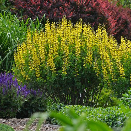 Baptisia 'Lemon Meringue' ~ Decadence® Lemon Meringue Baptisia