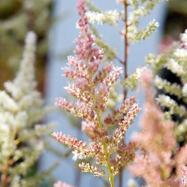 Astilbe japonica 'Rheinland' ~ Rheinland Japanese Astilbe