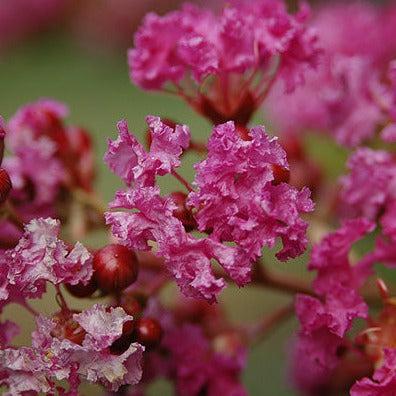 Lagerstroemia indica 'Zuni' ~ Zuni Crape Myrtle