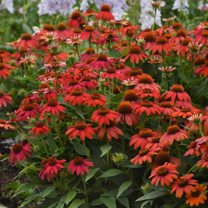 Echinacea 'PAS1257973' ~ Artisan™ Red Ombre Coneflower