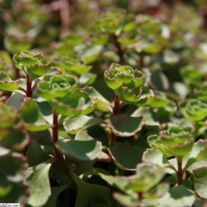 Sedum spurium 'Fuldaglut' ~ Fuldaglut Stonecrop