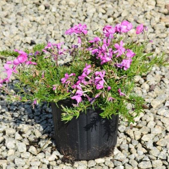 Phlox subulata 'Drummond's Pink' ~ Drummond's Pink Creeping Phlox