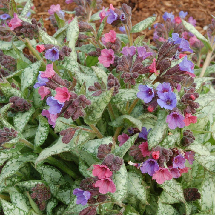 Pulmonaria 'High Contrast' ~ High Contrast Lungwort