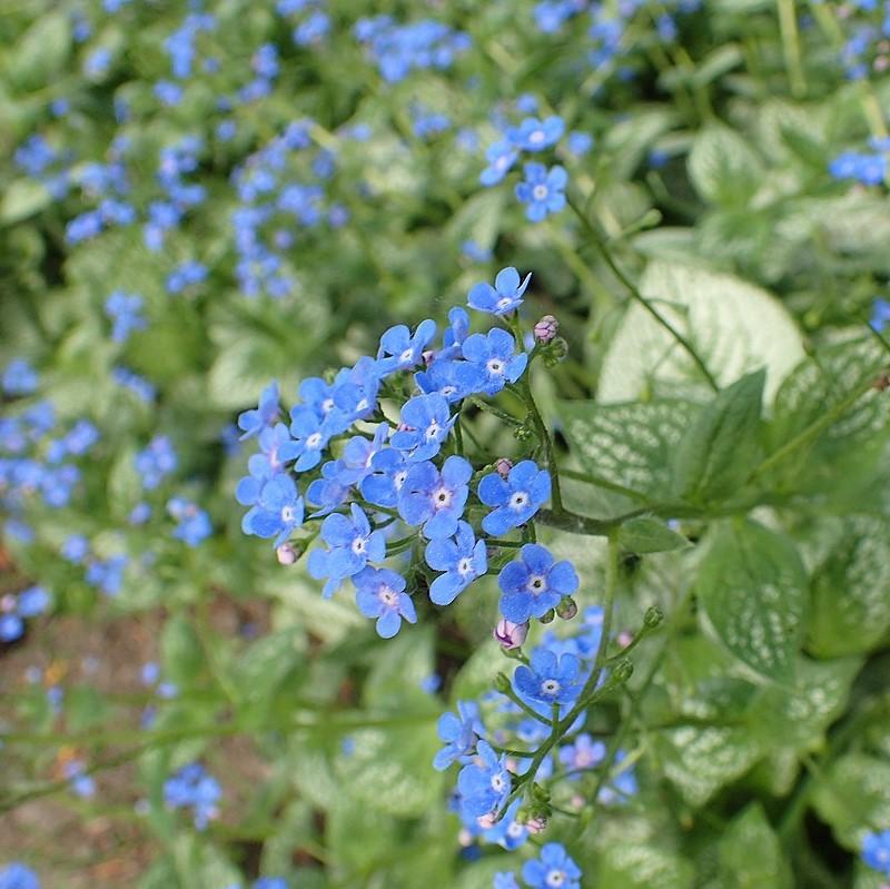 Brunnera macrophylla 'Sea Heart' ~ Sea Heart Siberian Bugloss