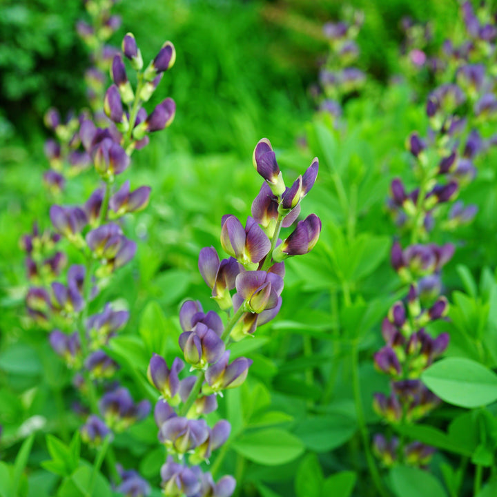 Baptisia 'Grape Taffy' ~ Grape Taffy False Indigo