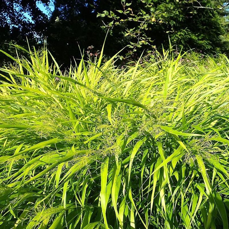 Hakonechloa macra 'All Gold' ~ All Gold Japanese Forest Grass, Hakone Grass