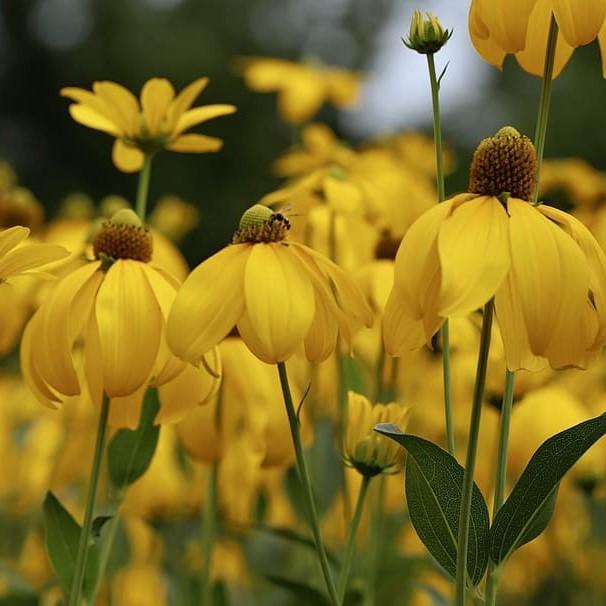 Rudbeckia laciniata 'Autumn Sun' ~ Autumn Sun Cutleaf Coneflower