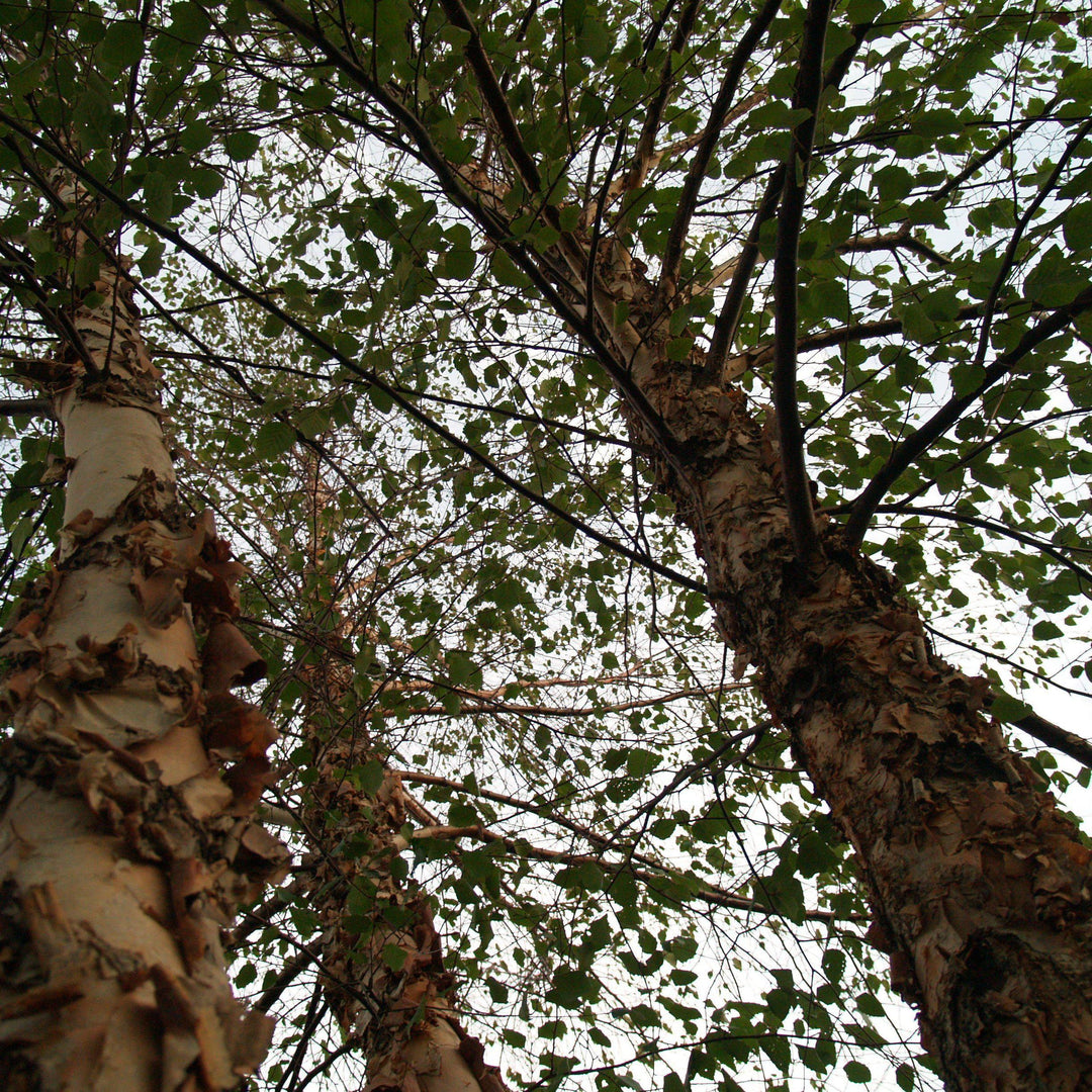 Betula nigra 'Cully' ~ Heritage® River Birch