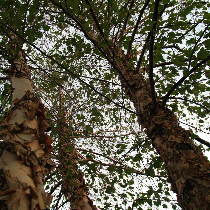 Betula nigra 'Cully' ~ Heritage® River Birch