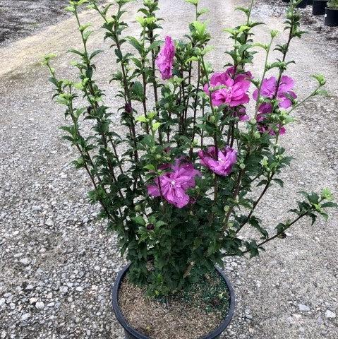 Hibiscus syriacus 'DS03RS' ~ Raspberry Smoothie™ Rose of Sharon