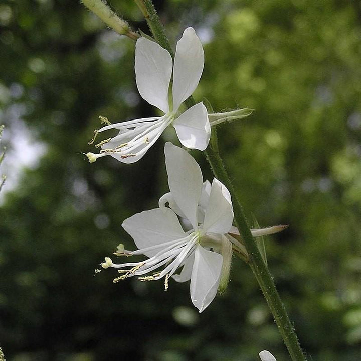 Gaura lindheimeri 'So White' ~ So White Gaura