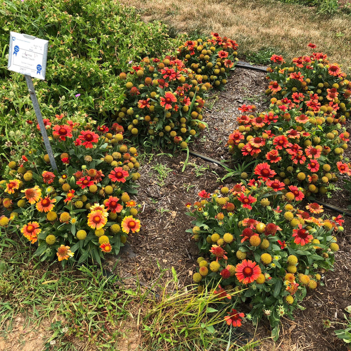 Gaillardia aristata 'Spintop Yellow Touch' ~ Spintop™ Yellow Touch Blanket Flower