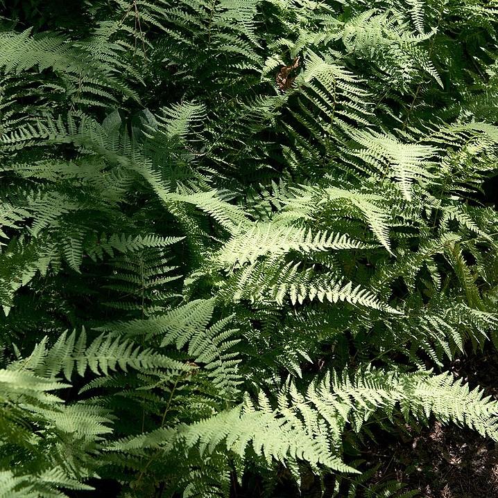 Dennstaedtia punctilobula ~ Hayscented Fern