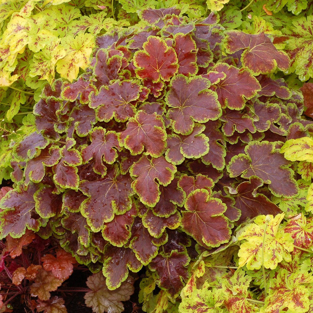 Heucherella 'Solar Eclipse' ~ Solar Eclipse Foamy Bells