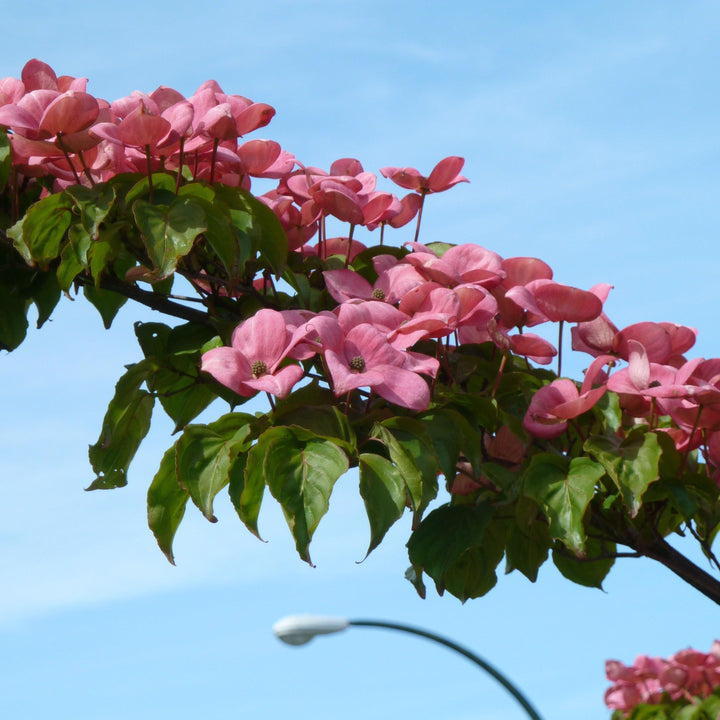 Cornus kousa 'Satomi' ~ Satomi Dogwood