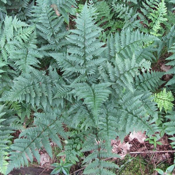 Dryopteris intermedia  ~ Intermediate Wood Fern, Evergreen Wood Fern