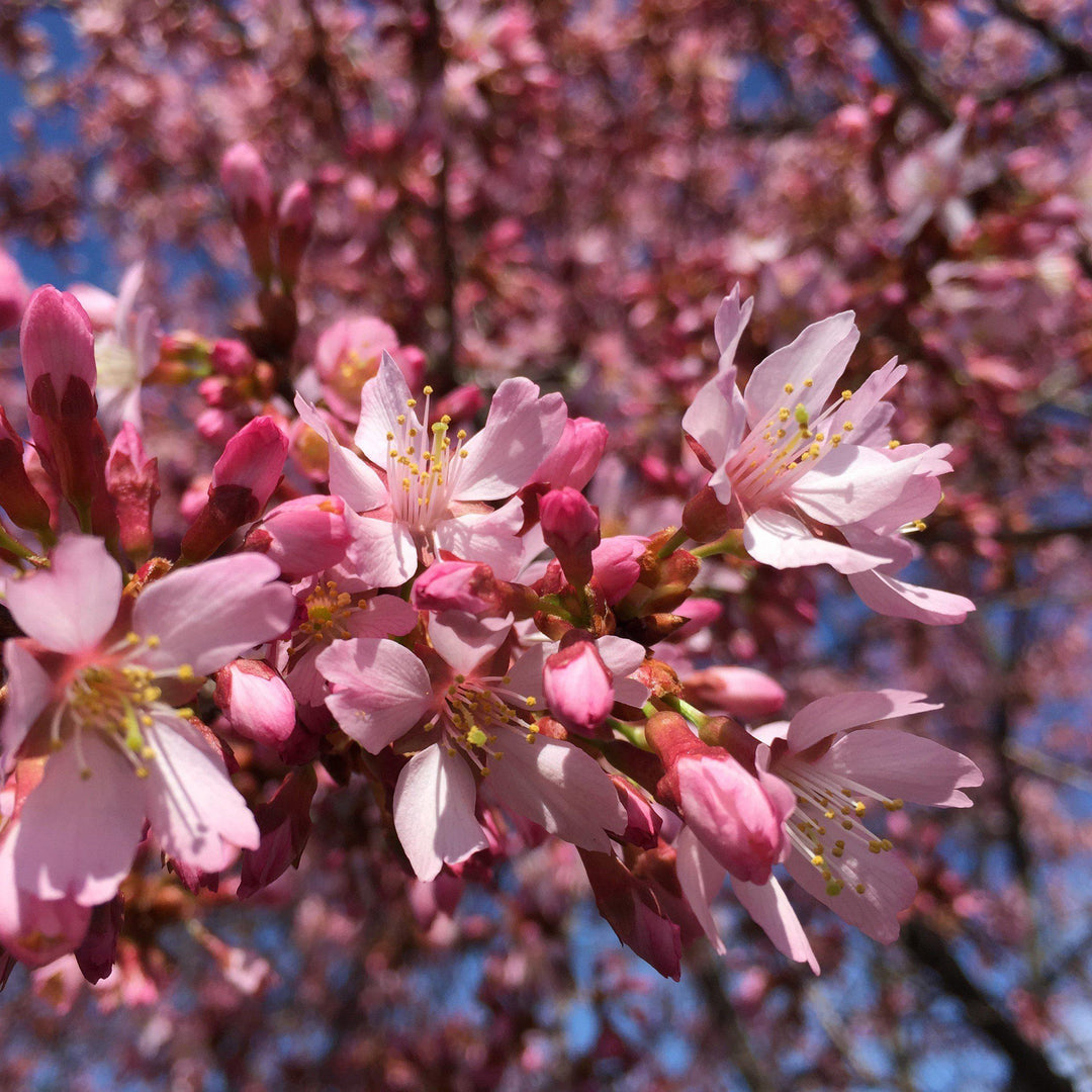 Prunus x incam 'Okame' ~ Cereza en flor Okame