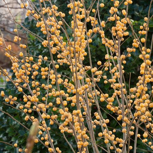 Ilex verticillata 'Roberta Case' ~ Berry Heavy® Gold Winterberry