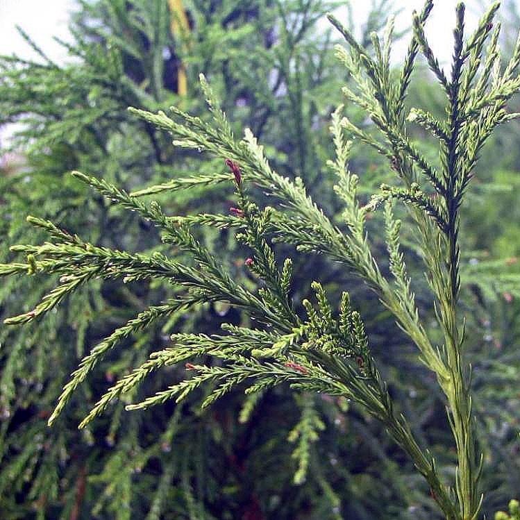 Cryptomeria japonica 'Yoshino' ~ Cedro japonés Yoshino