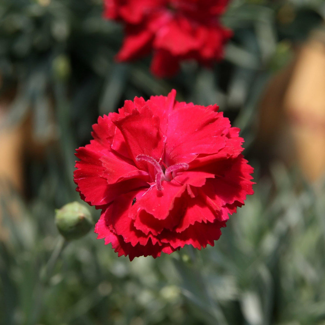 Dianthus x allwoodii 'Frosty Fire' ~ Frosty Fire Dianthus