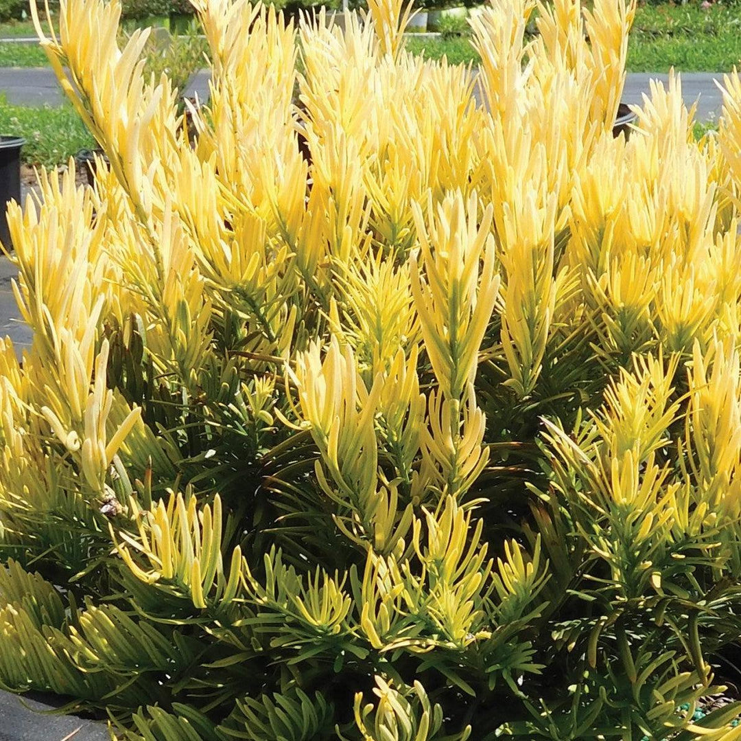 Cephalotaxus harringtonia 'Golden Dragon' ~ Golden Dragon™ Cephalotaxus