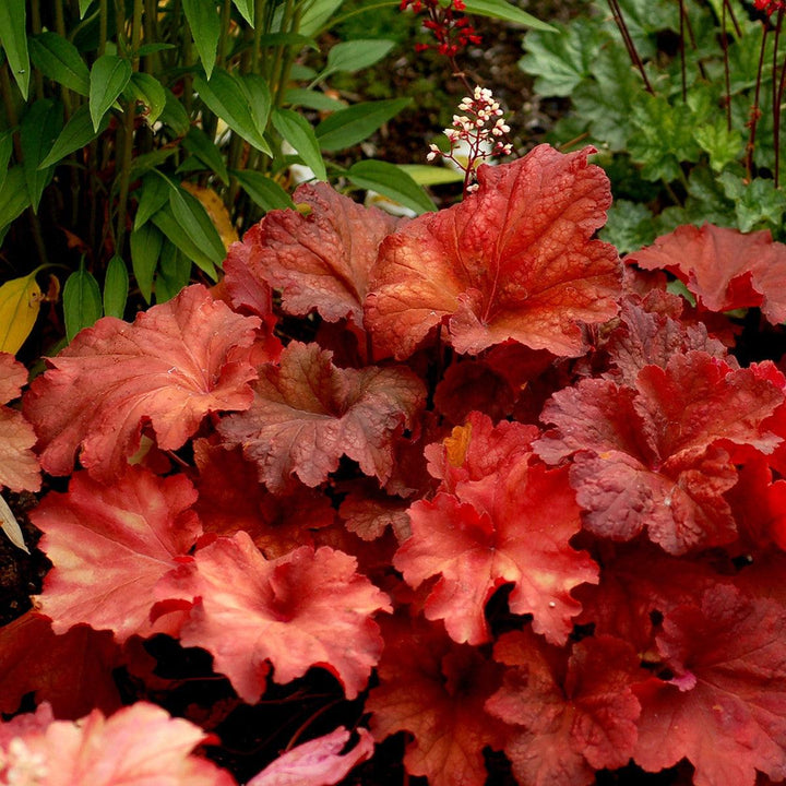 Heuchera 'Rio' ~ CITY™ Rio Heuchera