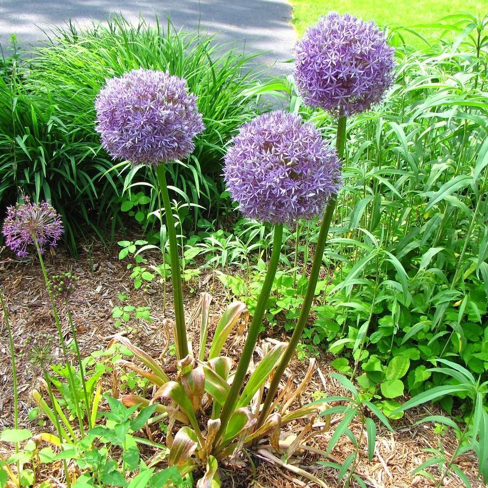 Allium 'Medusa' ~ Medusa Ornamental Onion