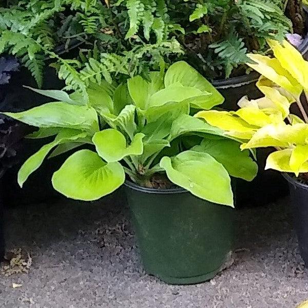 Hosta 'August Moon' ~ August Moon Hosta