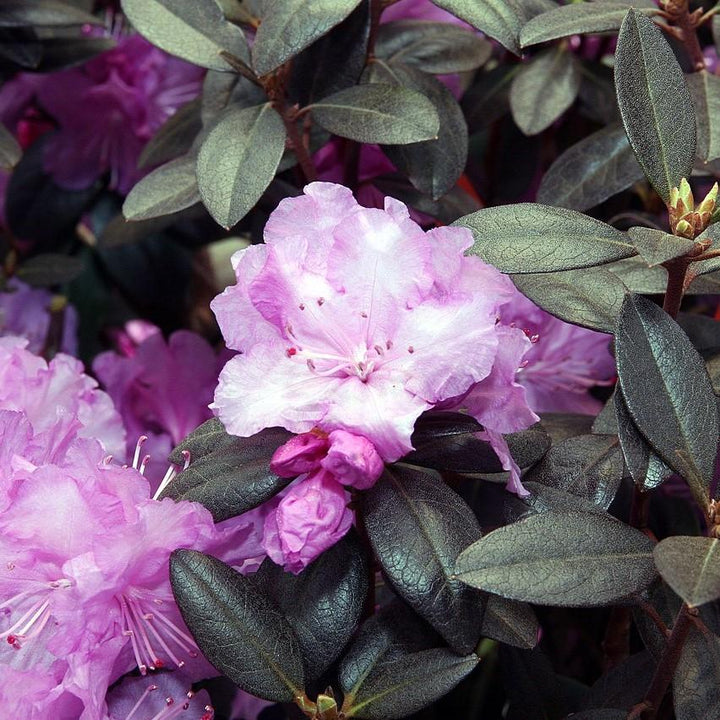 Rhododendron 'P.J.M' ~ P.J.M Rhododendron