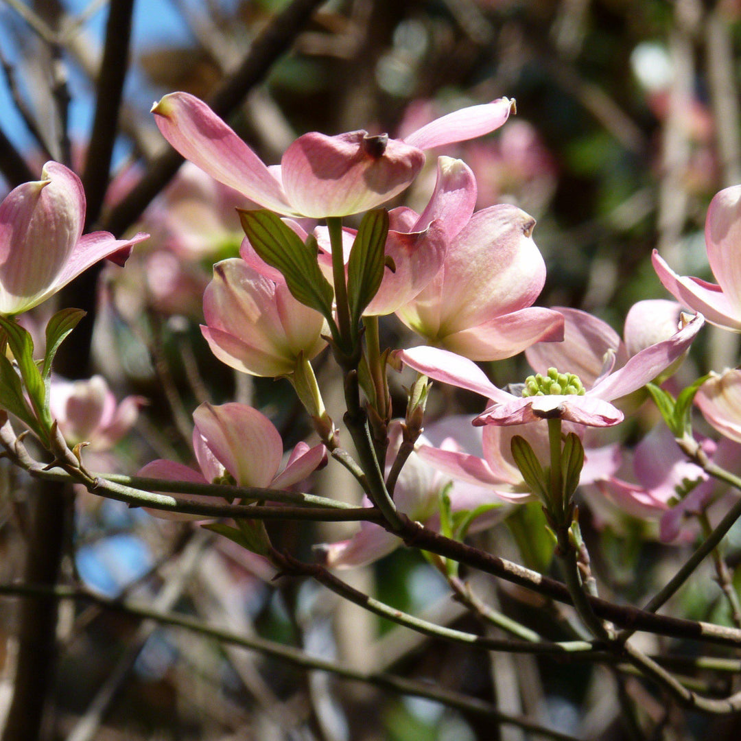 Cornus kousa x 'Rutgan' ~ Cornejo rosa estelar