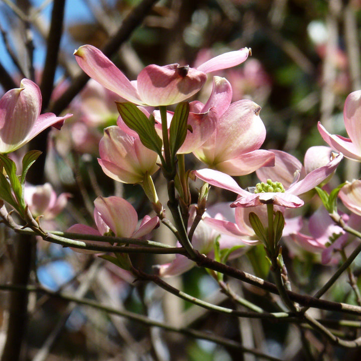 Cornus kousa x 'Rutgan' ~ Cornejo rosa estelar