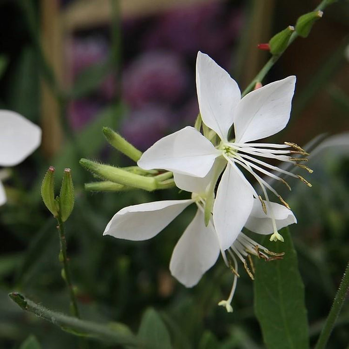 Gaura lindheimeri 'So White' ~ So White Gaura